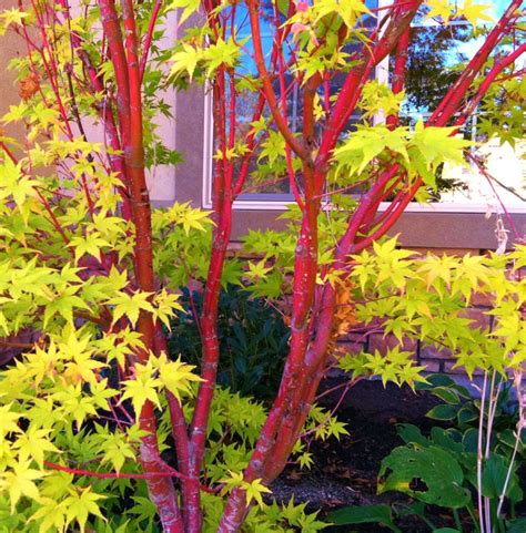 Buy Acer Palmatum Sango Kaku Coral Bark Japanese Maple Tree Hopes Grove