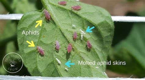 How To Get Rid Of Aphids On Tomatoes - You Should Grow