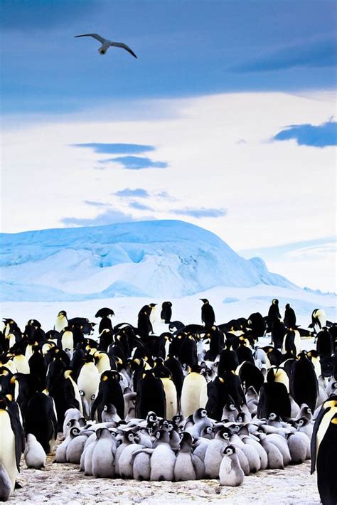 Emperor Penguins of Snow Hill Island