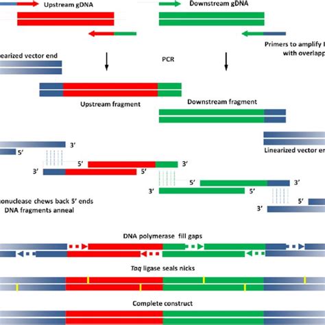 Colony Pcr Of Merodiploids Lane 1 400 Ng 1 Kb Dna Ladder Lane 2 10