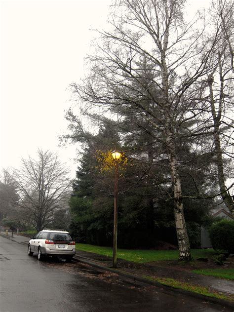 The Light Heat From Streetlamp Appears To Be Keeping A Small Section Of This Tree From Going