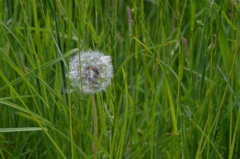 Free Images Nature Field Lawn Meadow Dandelion Prairie Flower