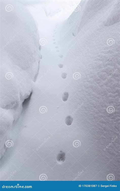 Cat tracks in the snow stock image. Image of frost, fluffy - 170381087