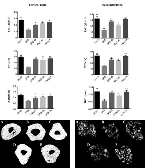 Micro Ct Analysis Of Different Experimental Groups Weeks After