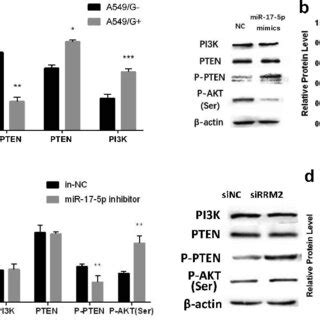 The Protein Expression Difference Pten P Pten And Pi K Under