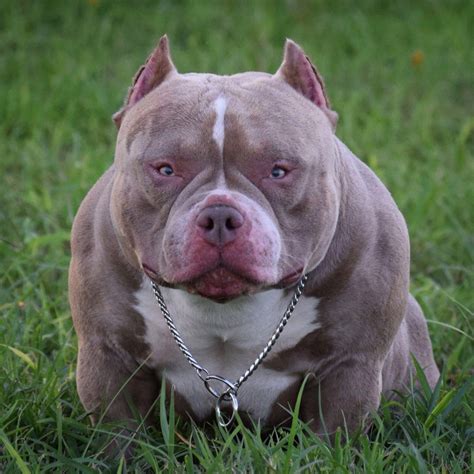 Exotic Bully American Bully Micro Size