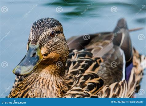 Wild Duck Swimming In Lake Water Birds In Park Stock Image Image Of