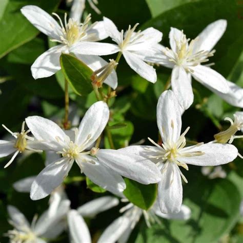 Flowering Vines To Grow In Wisconsin Plantnative Org