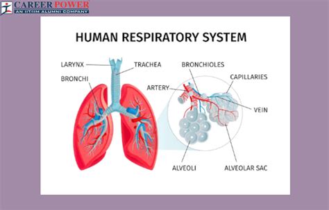 Human Respiratory System: Definition, Diagram, Parts and Function