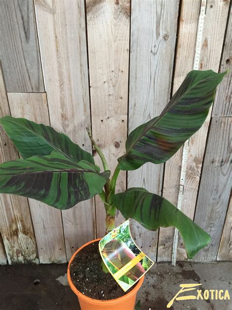 Musa Sikkimensis Red Tiger Plantencentrum Exotica