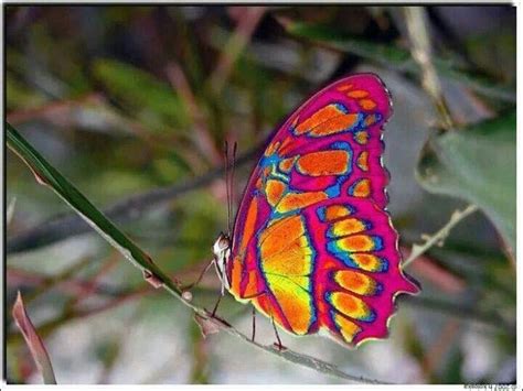 Top 10 Most Beautiful Butterflies In The World