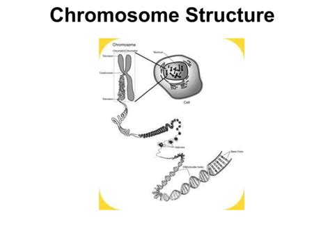 Dna Structure Ppt