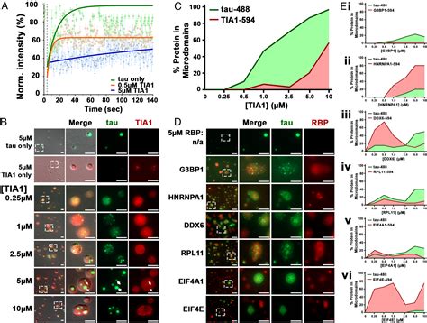 Tia Potentiates Tau Phase Separation And Promotes Generation Of Toxic