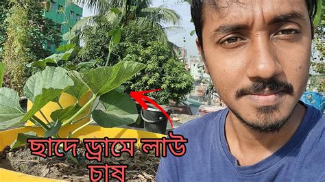 ছাদ বাগানে ড্রামে লাউ চাষ পদ্ধতি। Cultivation Method Of Gourd In Drum