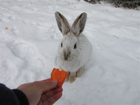 Pin Van Marie Reeder Op Bunnie