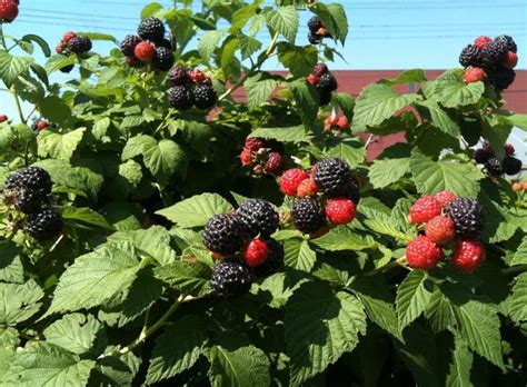 Ultimate Guide To Planting Harvesting And Growing Raspberries Plants Spark Joy