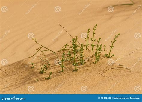 Sahara spring stock photo. Image of african, dune, life - 93462818