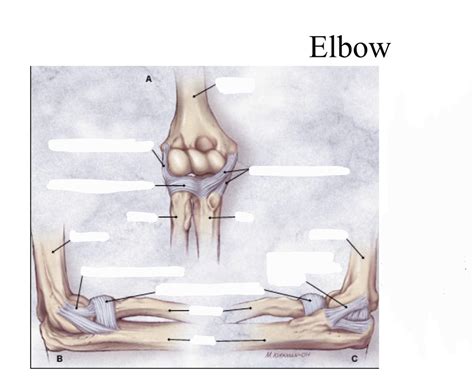 Elbow Diagram Quizlet