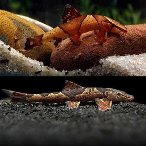 loach red lizard saddleback hillstream loach homaloptera
