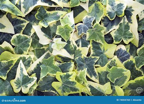 Hedera Helix Variegata Stock Photo Image Of Helix Natural 74004768