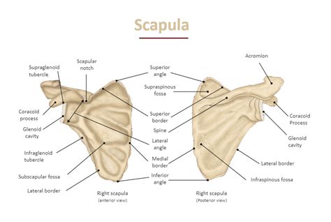 Labeled Scapula Diagram Scapula Bone Anatomy Structure And