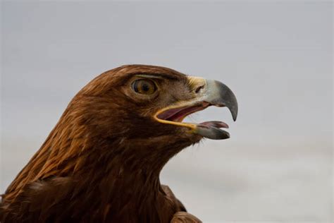 90 California Golden Eagle Stock Photos Pictures And Royalty Free