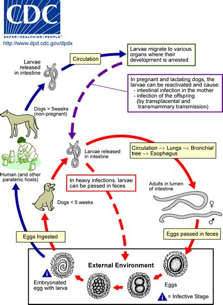 Toxocara Infection Wikidoc