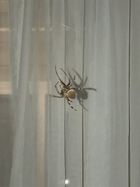 What’s This Spider Located In North Carolina R Spiders