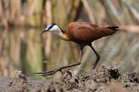 African Jacana Actophilornis Africanus Dave Williams Flickr