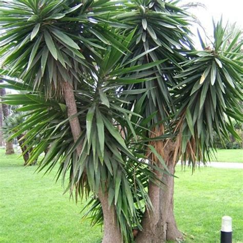 YUCCA elephantipes Pépinière La Colle Noire