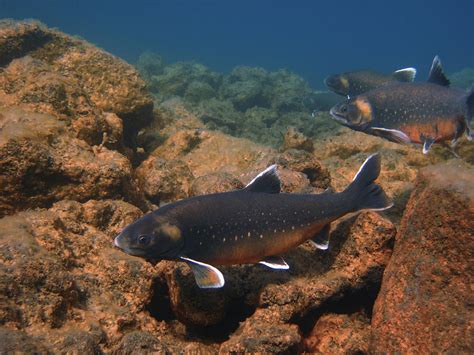 Arctic Charr Photograph By Erlendur Gudmundsson Fine Art America