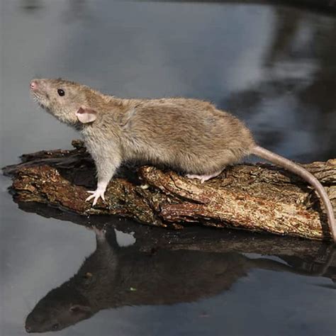 Investigate Norway Rat: Pointe Pest Control