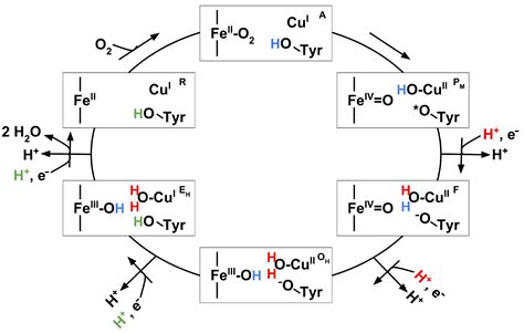 Biomolecules Free Full Text Interplay Of Hydration And Protonation