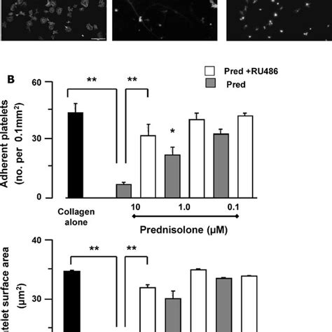 Prednisolone Potently Inhibits Platelet Adhesion And Spreading On