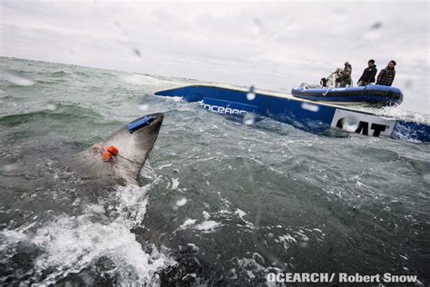 Mapotic Innovated Largest Shark Tracking App For Ocearch