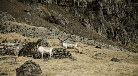 Reindeer In Iceland – Tinna Adventure