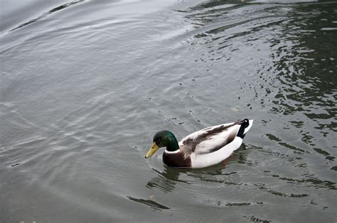 Male Mallard Duck Free Stock Photo Public Domain Pictures