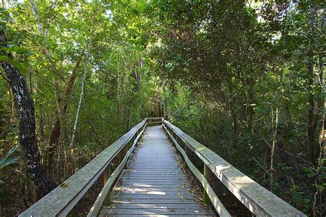 Tropical hardwood Hammock Photograph by Rudy Umans - Fine Art America