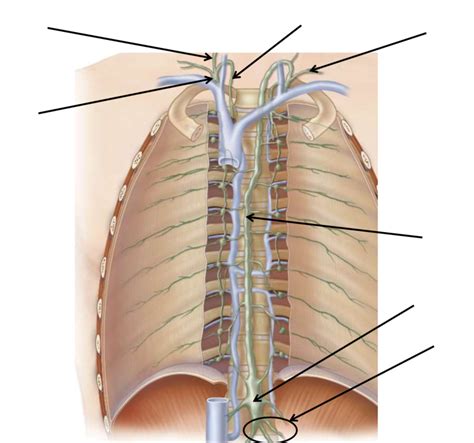 Lymphatic Ducts And Trunks Diagram Quizlet