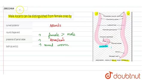 Male Ascaris Can Be Distinguished From Female Ones By Youtube