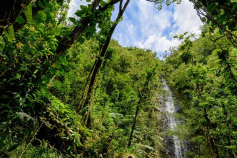 60+ Cascading Waterfall At Manoa Falls Oahu Hawaii Stock Photos ...