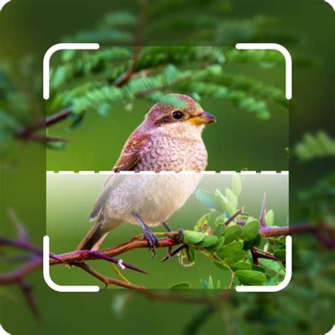 Bird Sound Bird Identifier - Apps on Google Play