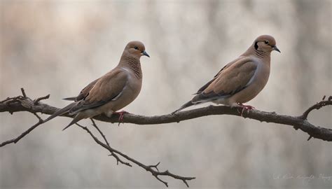 5 Astonishing Facts About Mourning Dove Sounds - Chirper Birds