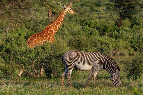 Reticulated Giraffe Giraffa Camelopardalis Reticulata Giraffa