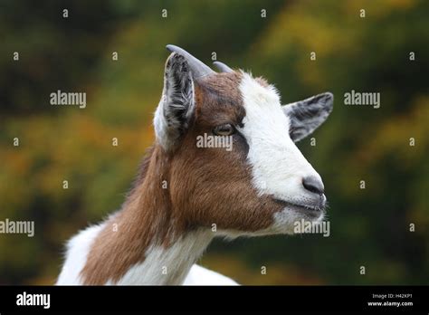 Piebald Animals