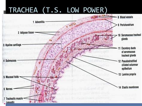 Histology Of Trachea And Lung