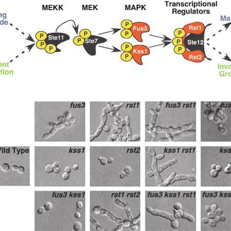 Invasive Phenotypes Of Combinatorial Deletion Strains Patches Of The