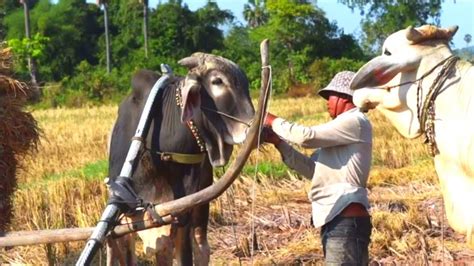 Foreign Farmers Cow Transport Youtube