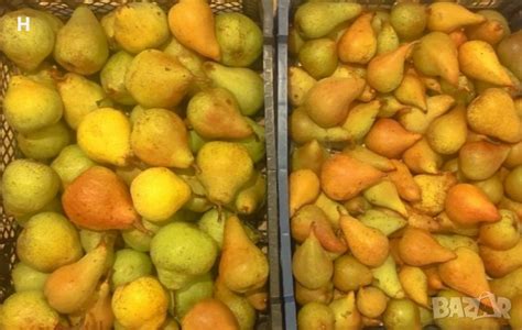 Български круши в Домашни продукти в гр. София - ID42710565 — Bazar.bg