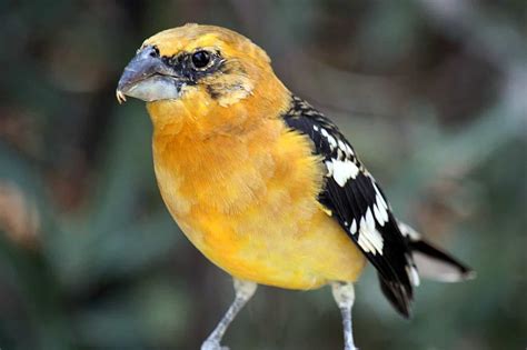 Yellow Grosbeak - eBirdr